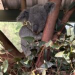 Australia 2025: Where the wild things are.
