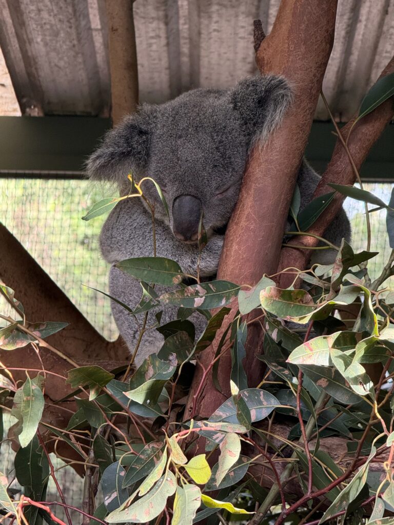 Australia 2025: Where the wild things are.
