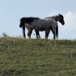 The Rough Rider